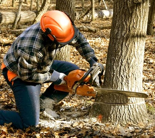 Tree Removal in Jacksboro, TX